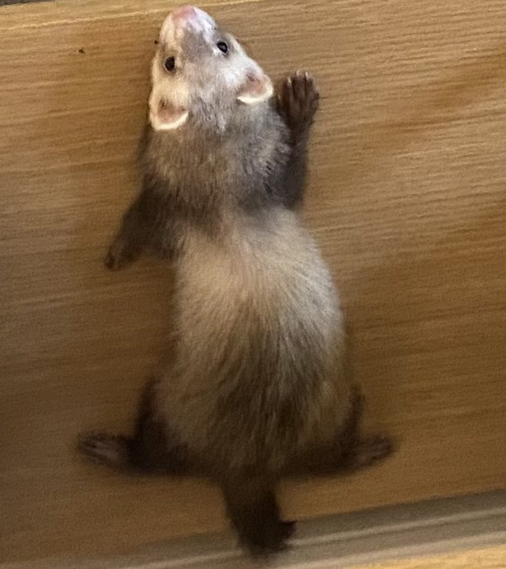 Same フェレット かわいい 可愛い フェレットのいる生活 可愛い生き物 可愛いは正義 かわいい動物 卍型休憩 T Co Xfl9v3f40m Twitter
