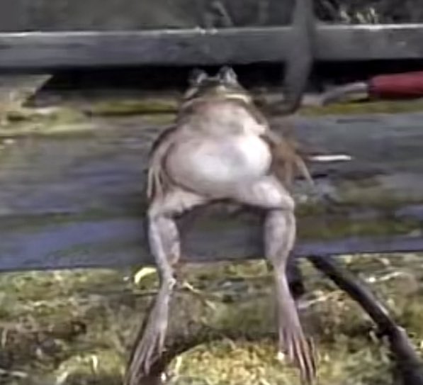mariangelalpzz's tweet photo. me sitting in ap w history only knowing that the man in the video is bald #ihavehomework https://t.co/5SeHYPNErC