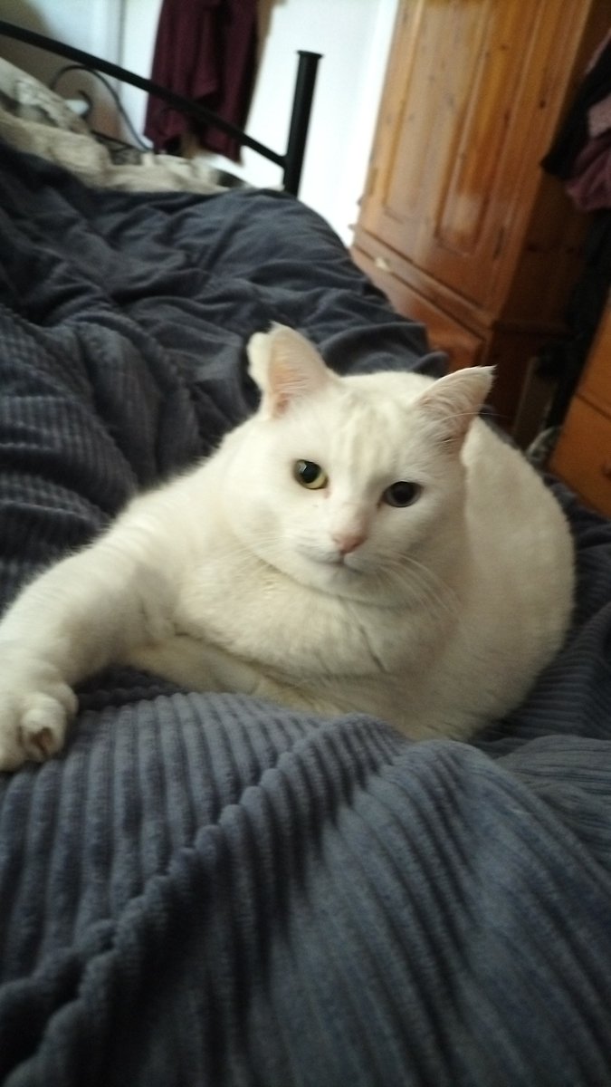 JoBiddle3's tweet photo. Lily says hello to our Twitter friends ! #CatsofTwittter #friendsunite #BetterTogether https://t.co/UqWeAJf7t1