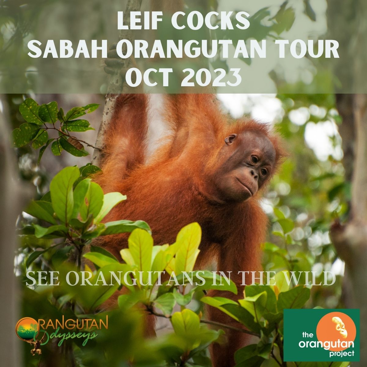 OrangutanO's tweet photo. Leif Cocks Sabah Orangutan Tour
16-24 October 2023
Your special host on this trip is the Founder of The Orangutan Project, Leif Cocks @OrangutanTOP https://t.co/4GIoCLL0s1 https://t.co/PS9E5uwWCy