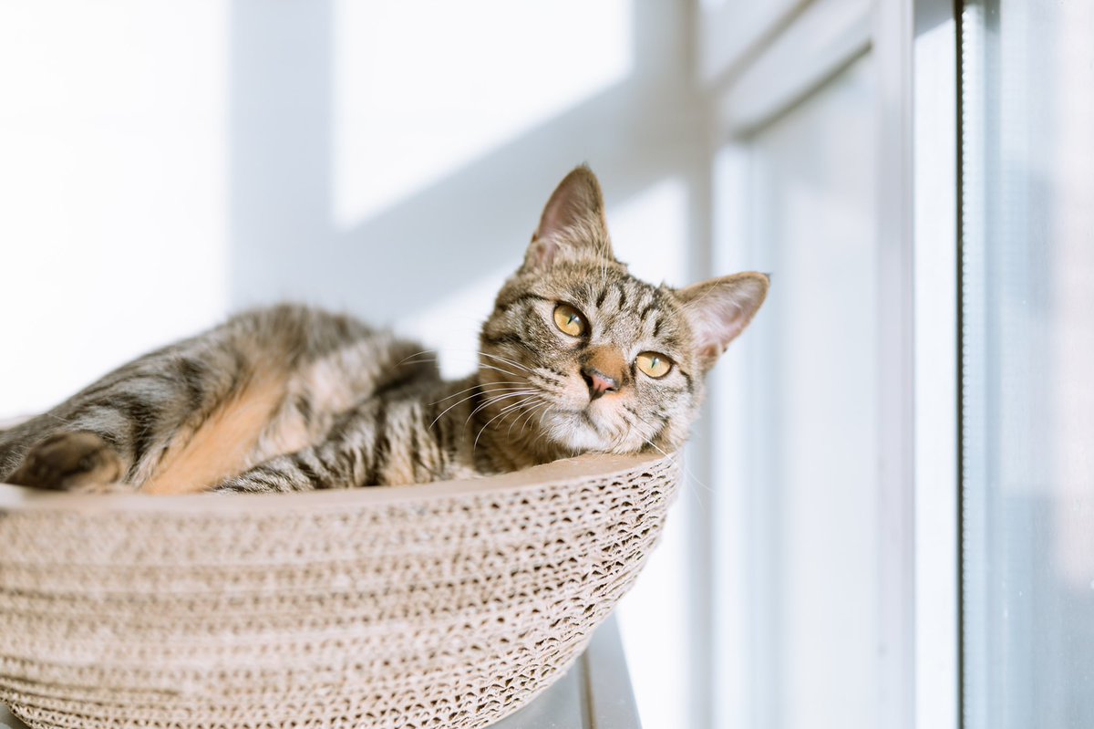 jellybread_glb's tweet photo. 何考えているにゃん🫧
#猫 #猫好き #猫用品専門店 #JellyBread https://t.co/8Q5bIFPIk8