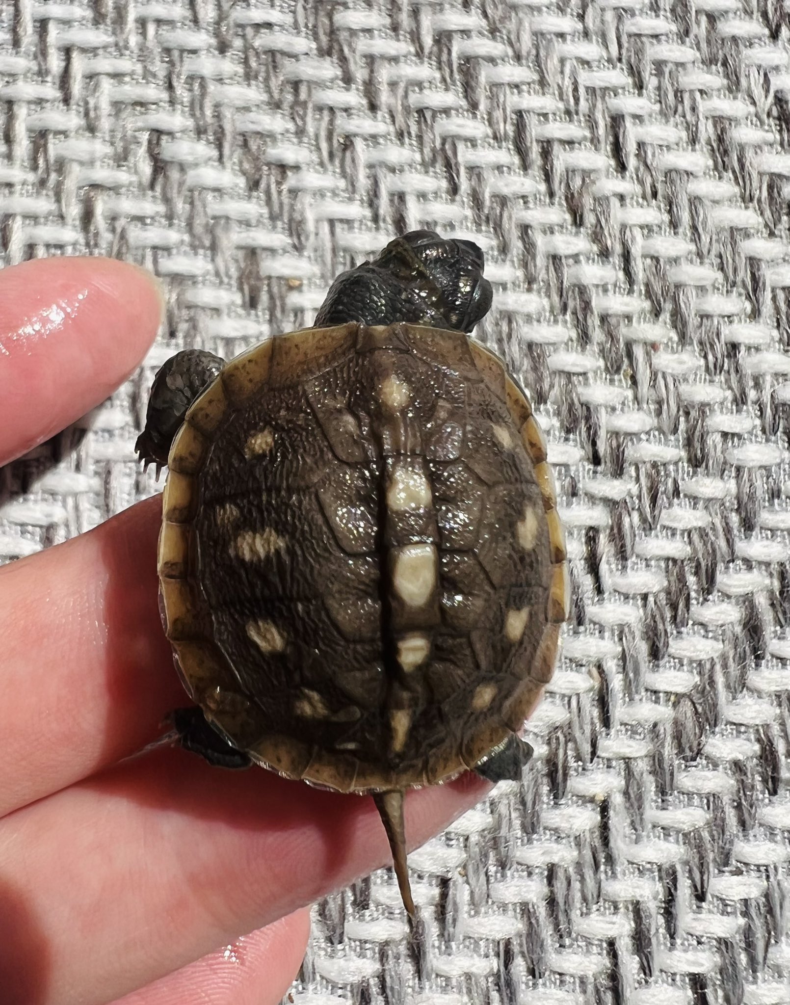 油絵 日動画廊 稲垣考ニ作品「チューリップ」