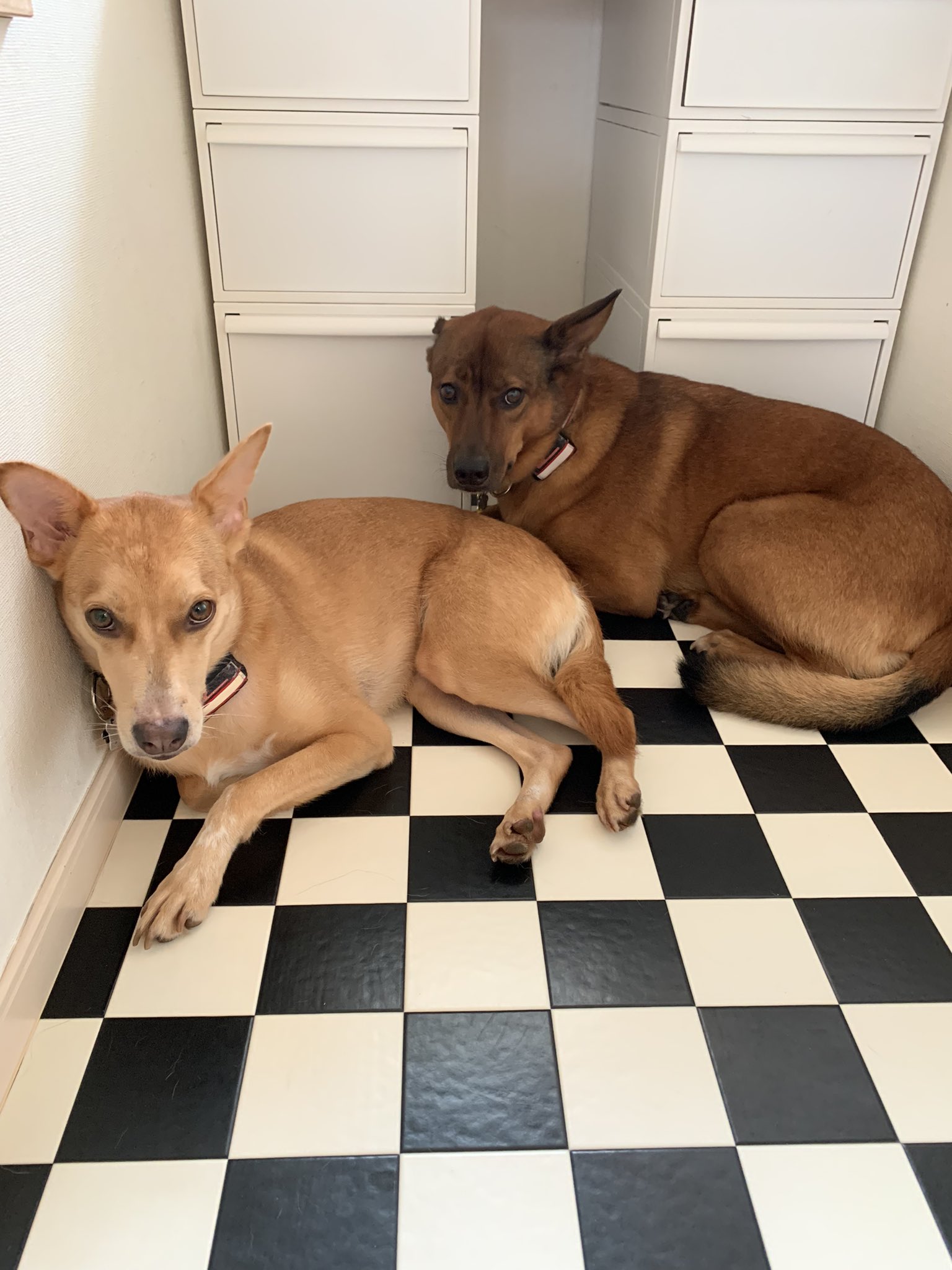 よっしー 雷 に怯える兄妹犬 T Co Aehlgoltzg Twitter
