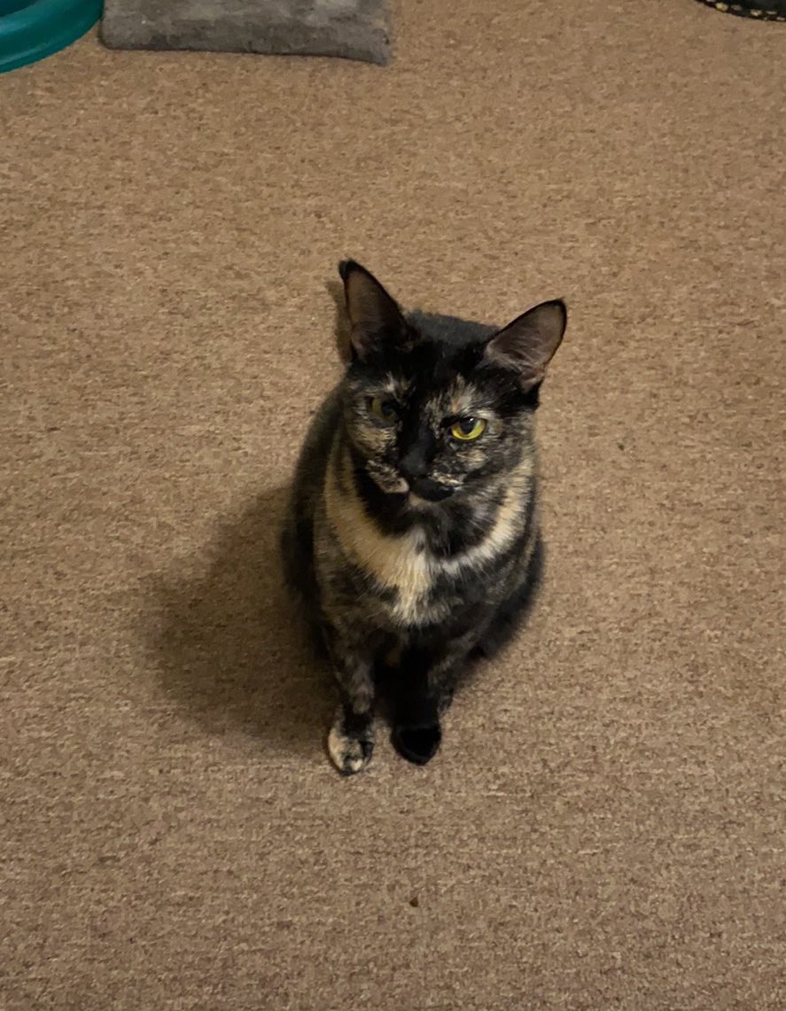 Blanca and Drusilla tweet media