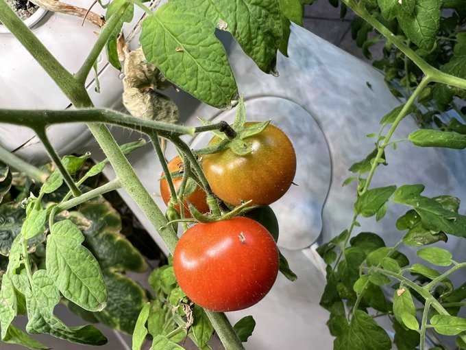 I love tomatoes https://t.co/5ulWXpyGFI<a href="/tag/realloyalfans"class="tags"><span>#realloyalfans</span></a>