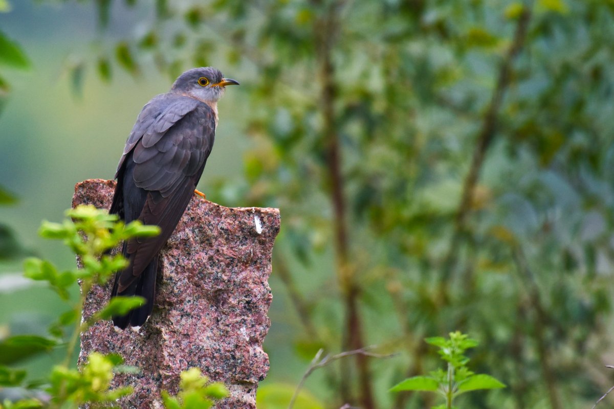 ShivaJmc12's tweet photo. A Day Starts with this sweet Alarm⏰
#Commonhawkcuckoo @pargaien @UKNikon #indiaves @Natures_Voice #ThePhotoHour @NikonIndia #birdphotography @world_the_bird #birds #birdwatching #BBCWildlifePOTD #BirdsSeenIn2022 #TwitterNatureCommunity @amazingbirds11 @NatGeoIndia @natgeowild https://t.co/7KSyqD5rDu