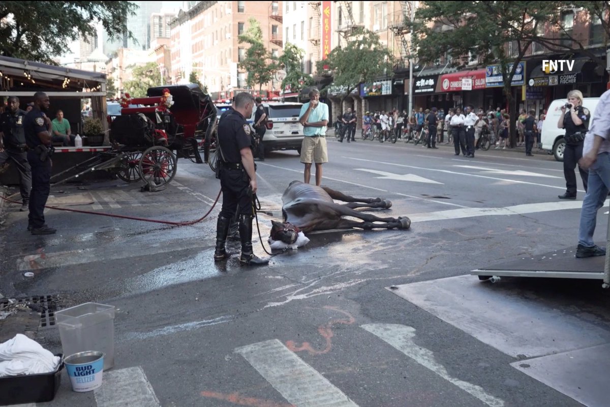 MussenToevlucht's tweet photo. Rally For Ryder the Carriage Horse who collapsed in the street and got beaten and whipped by cruel owner while onlookers did nothing! 🤬 now act please! 
COMMUNITY EVENT
Wednesday, August 24, 2022 1:00 PM -  2:00 PM ET
Steps of New York City Hall, 260 Broadway, New York, NY 10007 https://t.co/rMUjifT8Jg
