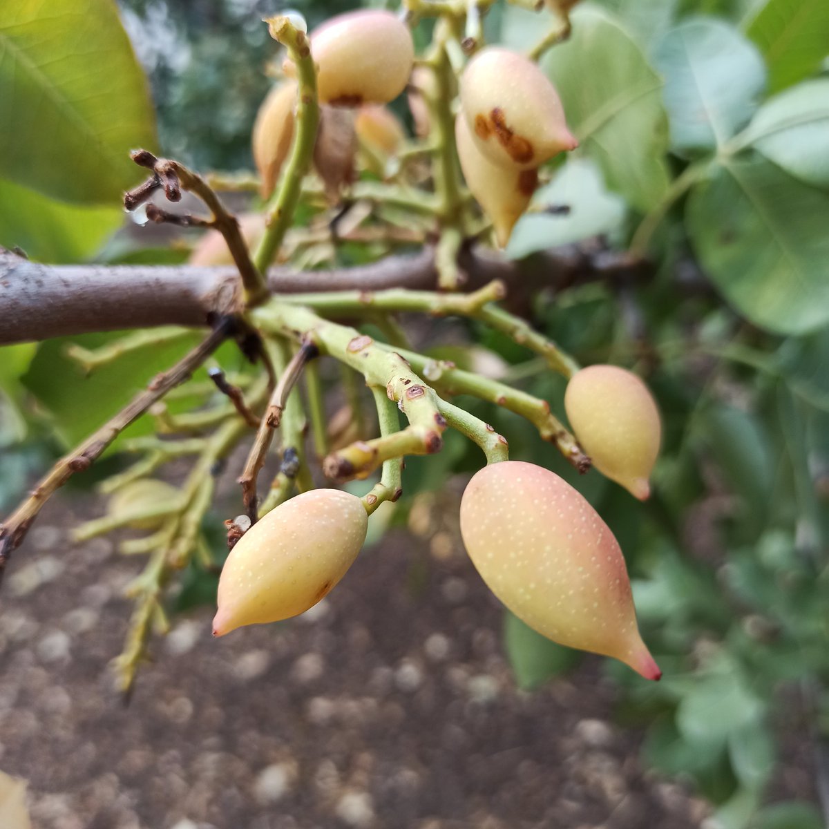 RedEnveloops's tweet photo. We #Growth OUR OWN #Organic #NFTs for #InStore #NFTshops #BeeYourOwnBank -#Aegina #Pistachio P.D.O with the safety of @loopringorg wallet & #MINTING with athens.loopring.eth #Dynamic #NFTickets 100% #ZeroWaste #ESG © 2012 #Mint #Trees #Physical #NFT https://t.co/MxK0cqrf96