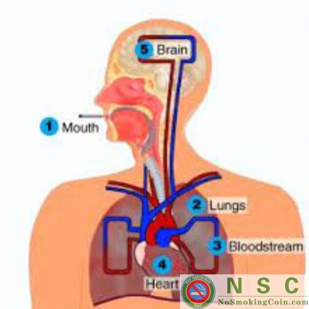 Within 10 seconds of your first puff, the toxic chemicals in tobacco smoke reach your brain, heart and other organs. Smoking harms almost every part of your body and increases your risk of many diseases. Smoking also affects how you look and feel.
#NSC #Nosmoking #NoSmokingCoin