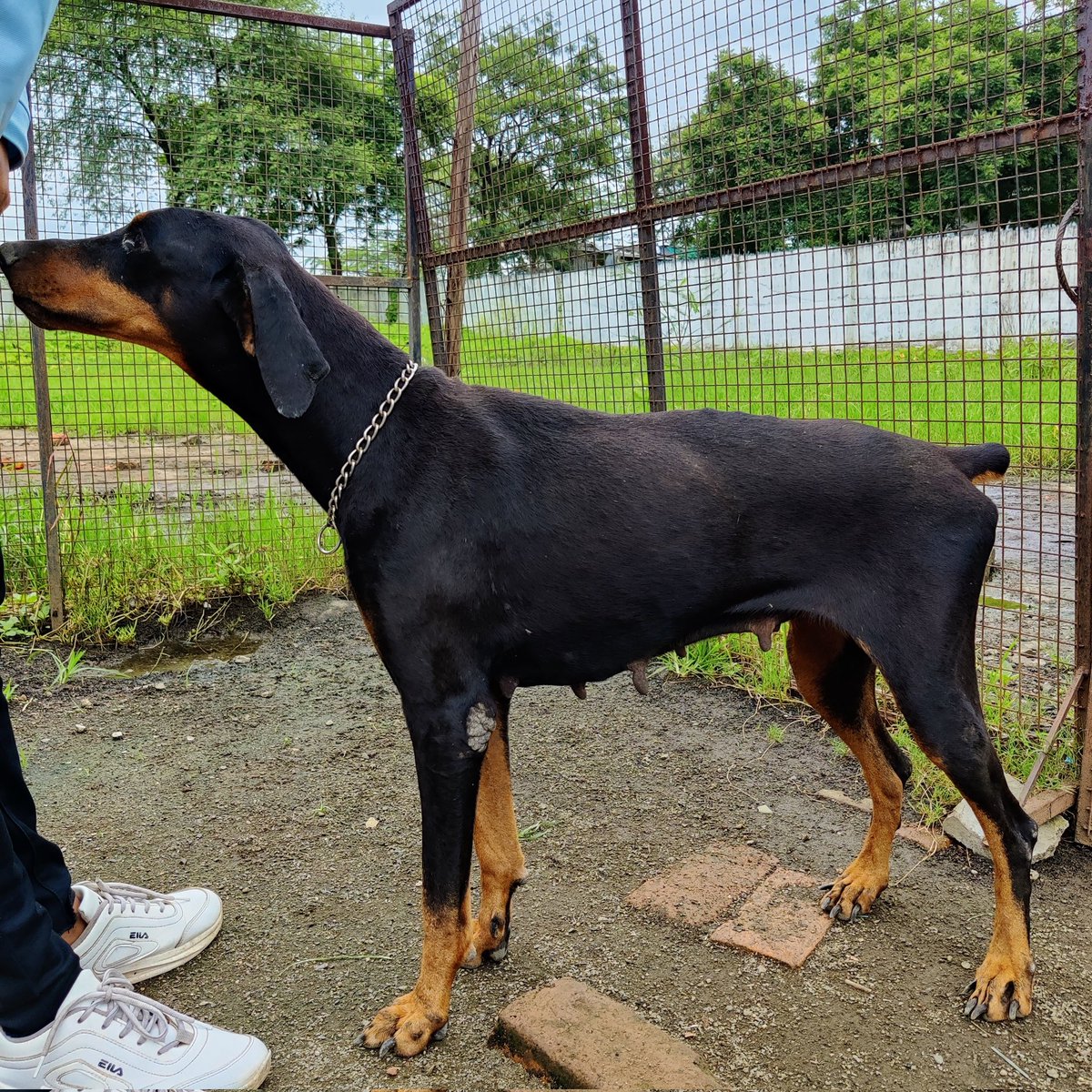 RiseTails's tweet photo. NEED HELP! 
A breeder abandoned this beautiful doberman on streets. We found her in a terrible condition infested with ticks, missing a finger on one of the legs, and starving.  She's up for ADOPTION! Please help us find her a family 🙏
#ADOPT #adoption #Doberman #RiseForTails https://t.co/D5Gu8dSSQt
