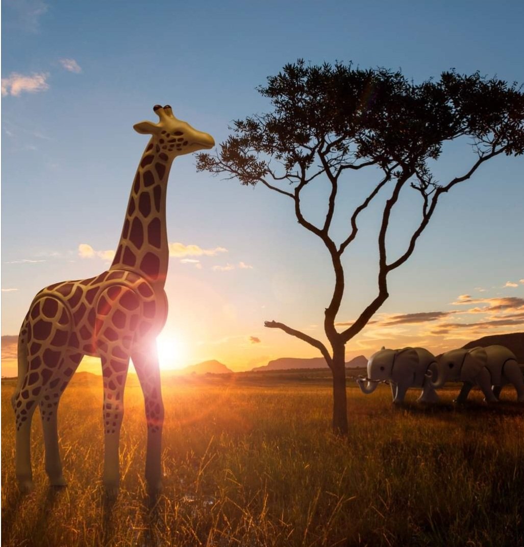 PlaymobilUK's tweet photo. With their necks up to 6 meters long, giraffes are one of the
largest mammals in the world. The striking fur pattern looks
different on every giraffe and makes every animal unique.
Know it, love it, protect it!
#PLAYMOBIL #Wiltopia #Knowitloveitprotectit #Nature https://t.co/NLhW6emC0s