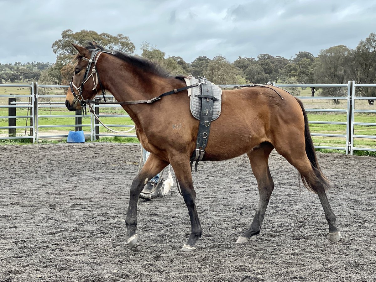 CobeLodge's tweet photo. Manny, #manhattanrain gelding in his third week of education.  A really nice type and coping well! 
#babybasics #earlyeducationmatters https://t.co/E7r6KLFoYU