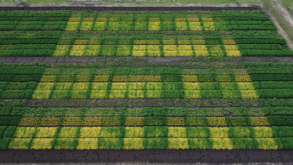 We love nothing more than statistical evidence to back up our hypotheses. Rating trials is all in a days work for our team of Field Science Biologists. The patchwork quilt of a matrix trial #ResearchInAction #ColexD