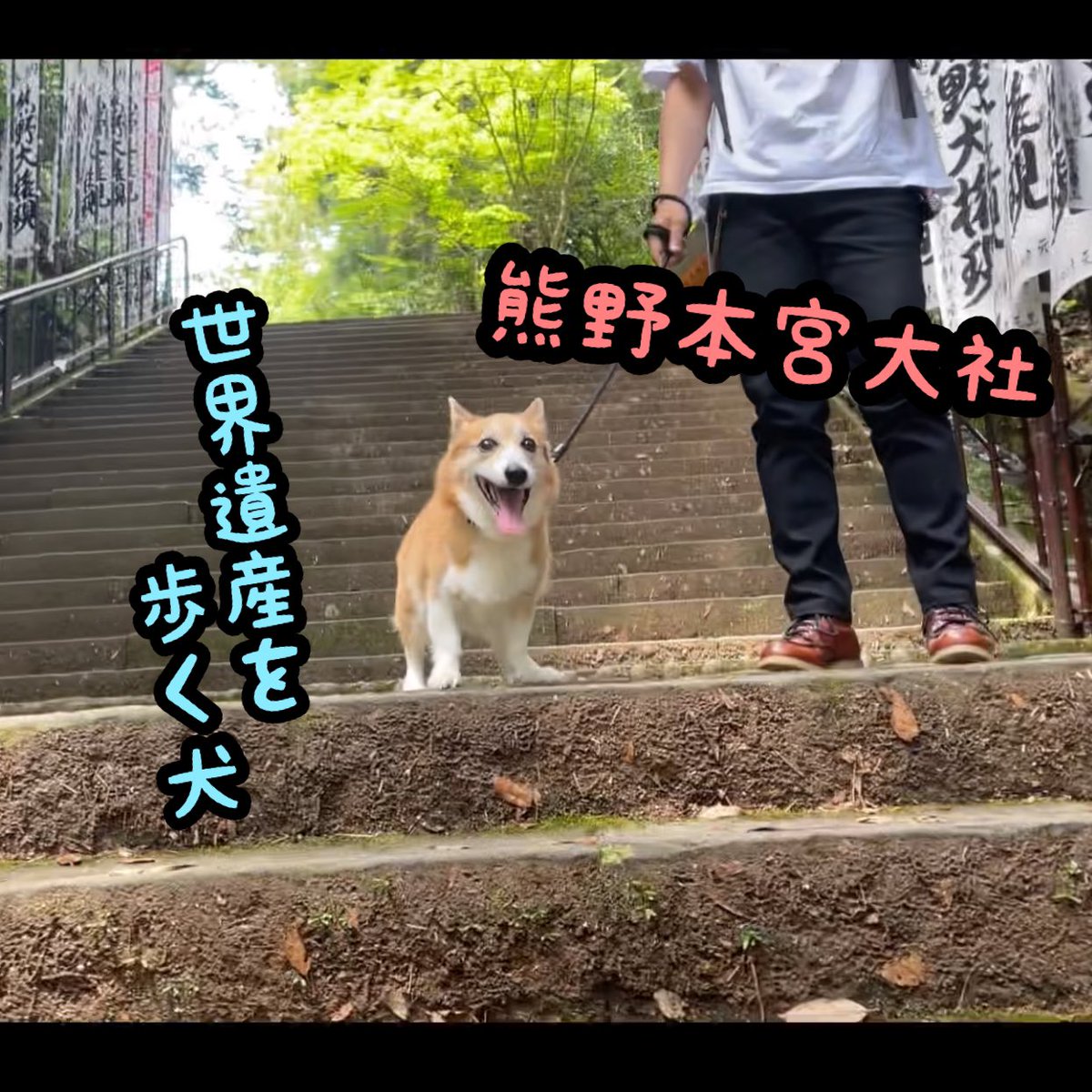 atmurnduke's tweet photo. 熊野本宮大社でお参りをするコーギー犬バロン https://t.co/RVvyeTOZEC @YouTubeより https://t.co/qFnwicKNFr