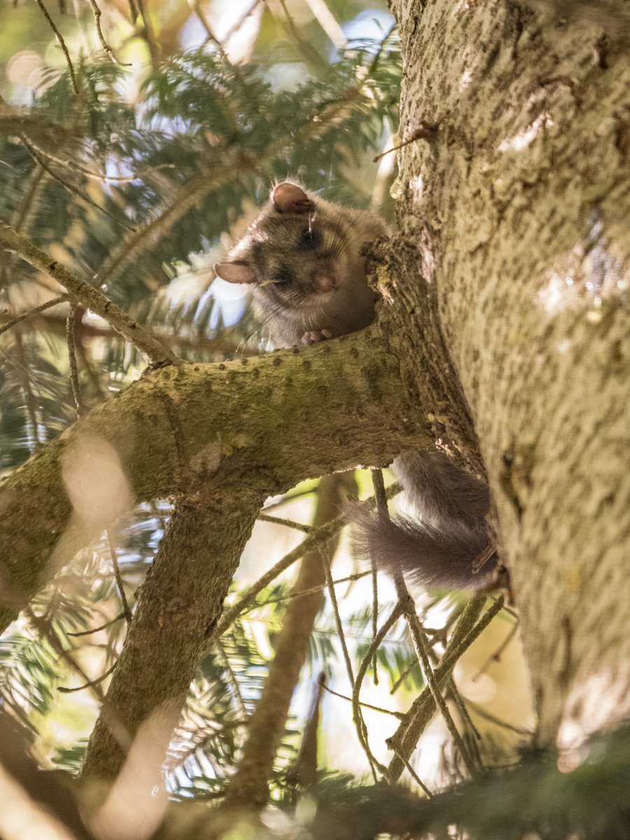 conselharan's tweet photo. 🐭Pendent era tarde d'ager auec lòc era jornada de seguiment deth @ProjecteLiro, un projècte de seguiment de fauna de sciéncia ciutadana impulsat e coordinat peth @mcngranollers damb era collaboracion deth Conselh Generau d'Aran e era associacion #AranperaNatura. https://t.co/XpyNwl5SlG