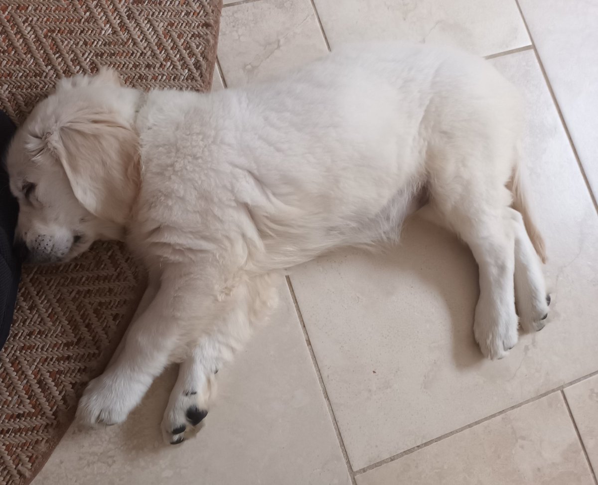 Day 3 and the new hound is exhausted!