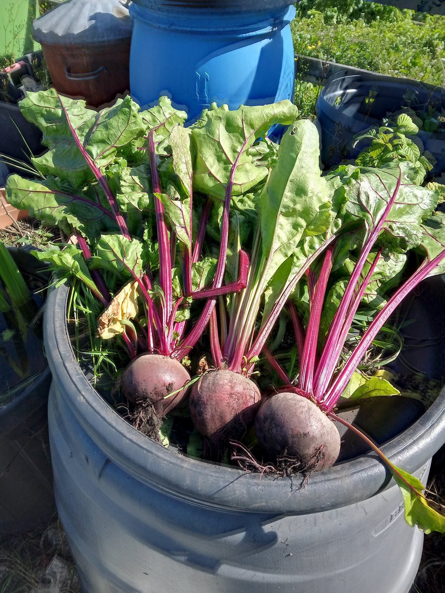 When you realised you're using a bull instead of horse manure #facebookhacked  #visitbradford #allotment #racetozero