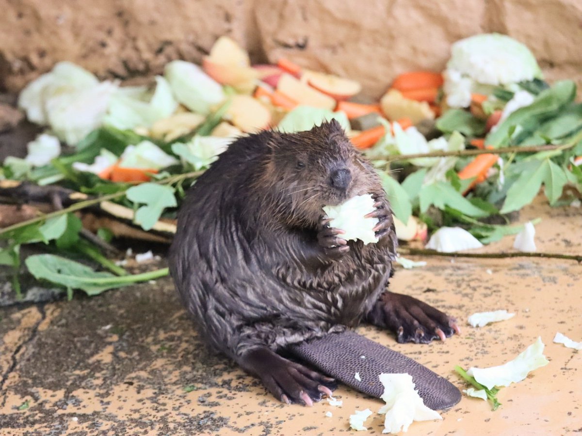 激安大特価 8月日で出品取りやめます アメリカビーバー 剥製 新品 アメリカから輸入 アンティーク コレクション その他 91 6 Maps Adr Com