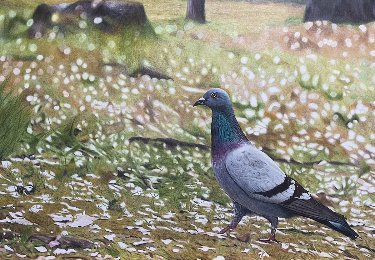 鳩の絵 のイラスト マンガ作品 2 件 Twoucan