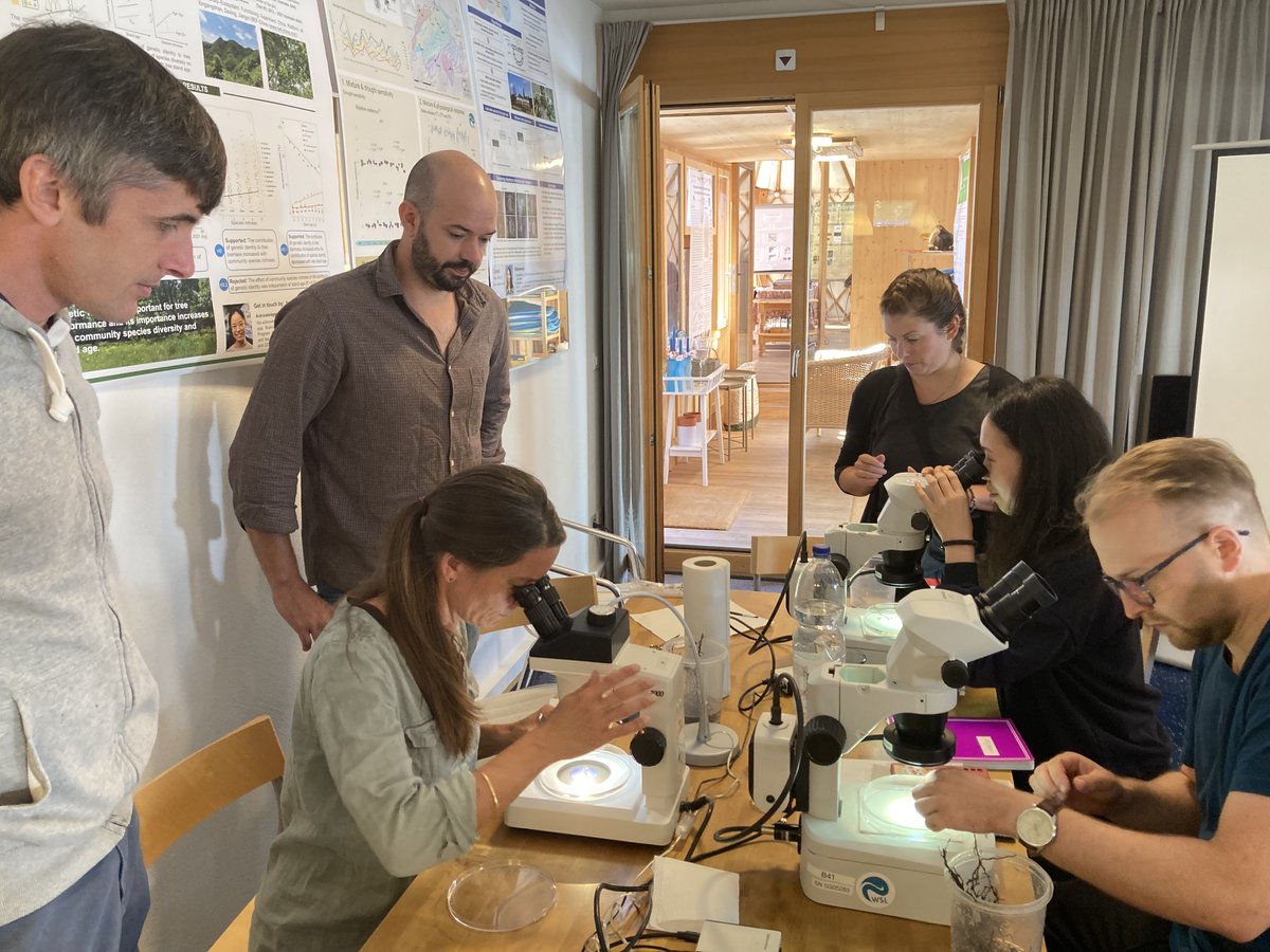 Two of yesterday's highlights at our #summerschool in @DavosKlosters: collecting fine roots in beautiful Pischa valley, then observing #mycorrhizas under the microscope. #forest #biodiversity #FORBIODIV. @WSL_research
 @SLFDavos
 @geobiodiversity