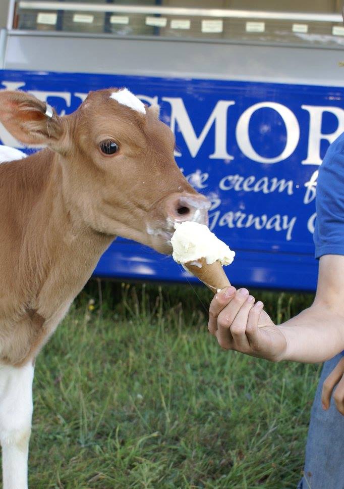 forestshowcase's tweet image. If you love Ice Cream you will love KELSMOR DAIRY ICE CREAM @forestshowcase
.....Even the calves can't say no to some Kelsmor Gold! @kelsmor
 #forestshowcase #whatsonglos #deanwye #foodfestival #forestofdean 
Early Bird Tickets available here forestshowcase.org/tickets/