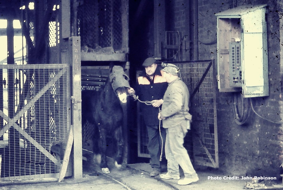 miningheritage's tweet photo. @janeyellene Pit ponies were one of the subjects chosen as part of the 2013 coalmining heritage project, 'A History of Coalmining in Ten Objects' by @paulfillingham & @MuBuMiner Image is one of last pit ponies out of #Bentinck Colliery in early 1970s. https://t.co/lFanjwFOyj #miningheritage https://t.co/dxvcv3e80N