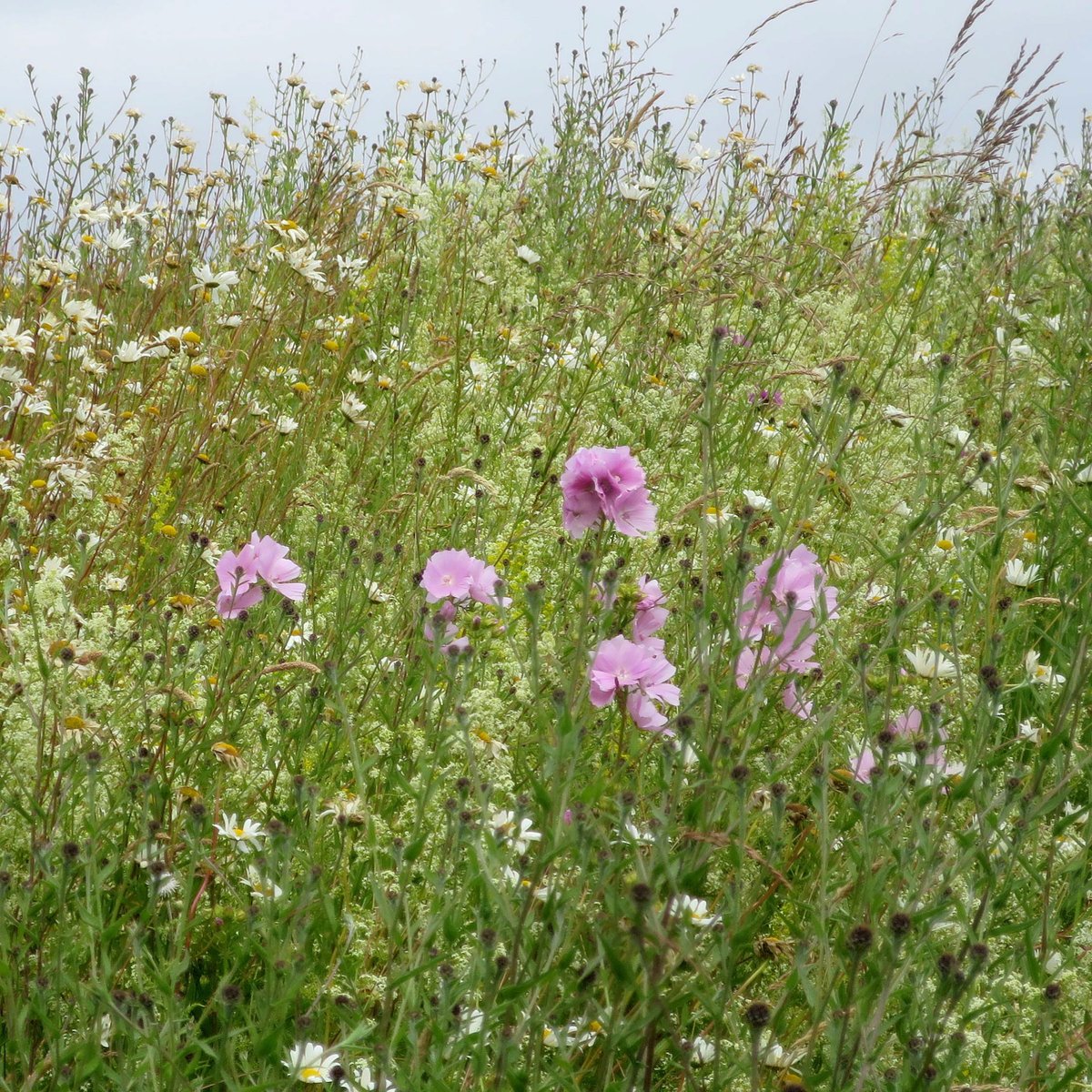 keelingsfruits's tweet photo. Our journey to reverse the declining population of bees and other pollinators in Ireland never stops πOur small changes can make a big difference. Create a no mow zone in your garden πΌ learn more: https://t.co/xffK308cp4
#KeelingsGreatRewilding #NoMowZone #Rewild #Pollinators https://t.co/w2u5eJJTbW