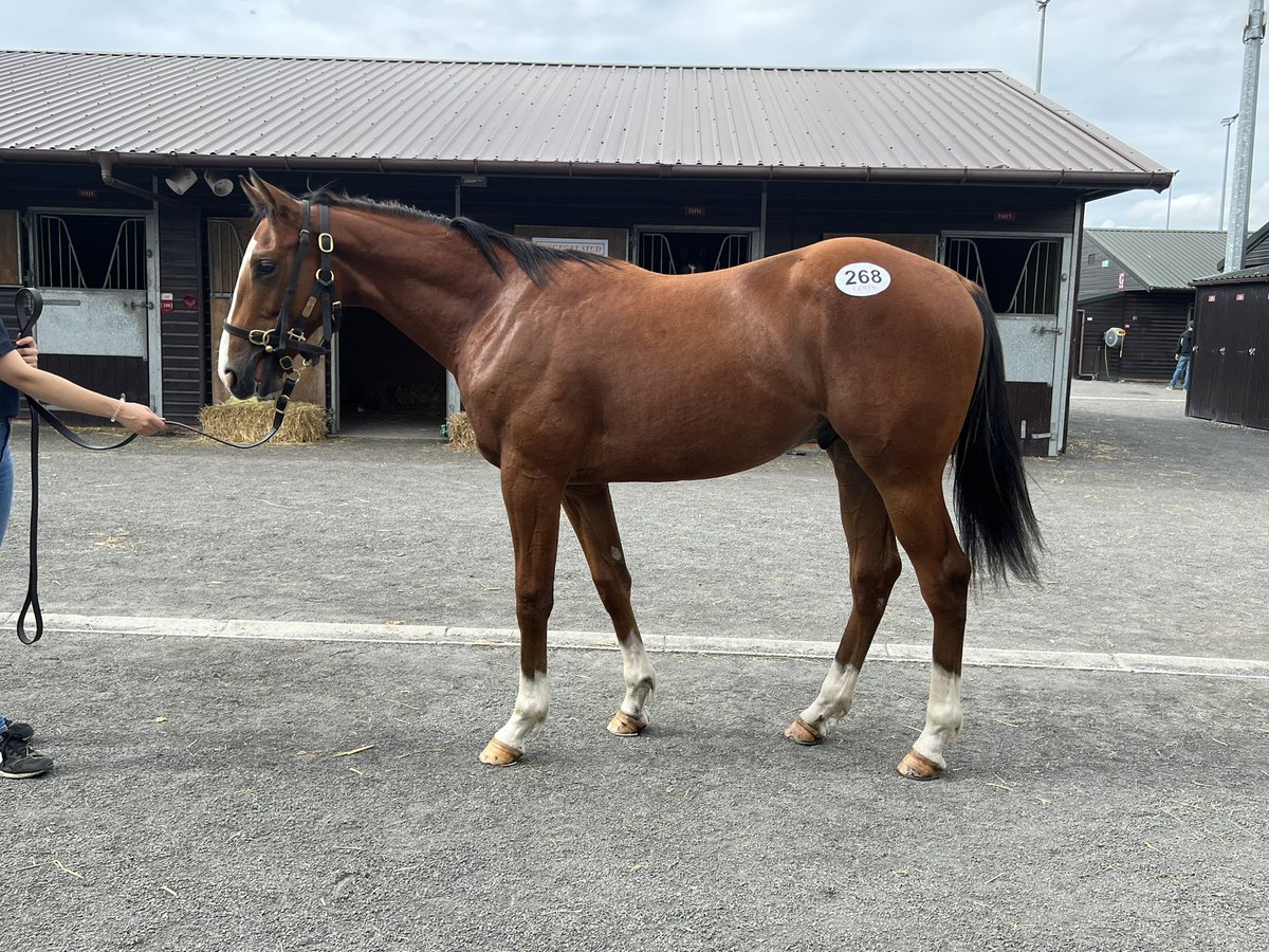 ahaynesracing's tweet photo. For sale!! Lot 268 from the family of Soldiers Call #allspeed #getintouch @HamishMacauley @LletyFarms https://t.co/jXJf14Wmbu