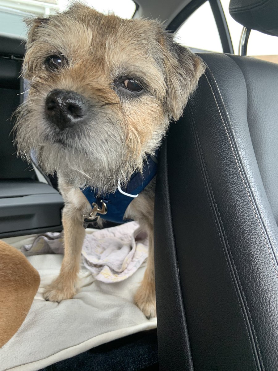 Lord Scrappy Nelson tweet media
