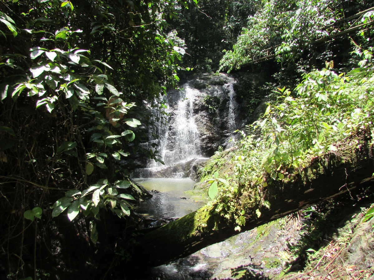 PioneerExp's tweet photo. Todays hotel of the week is an award winning lodge in the heart of Borneo's oldest rainforest – Danum Valley.  Borneo Rainforest Lodge is the ideal getaway destination for nature and outdoor enthusiasts who do not want to compromise comfort and luxury. 

https://t.co/pxZjyoCKGy https://t.co/nGwBG97R1v