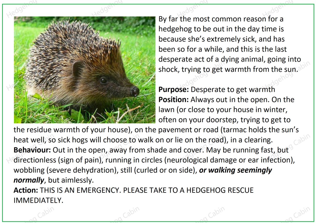 Caller today: "My neighbours and I have been putting out food for a little hog who's been running round our gardens for 3 days now. He loves the sun and sleeps in it, and eats the food. Today he hasn't woken up, is it too early to hibernate?"
We MUST make this common knowledge: