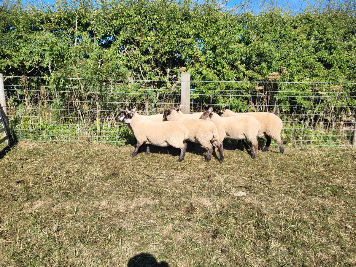 DomStubbs9's tweet photo. Selection of ewe lambs available. LleynTex, Suffolk x Lleyn and pure Lleyn (can be registered) all out of recorded ewes by high index tups https://t.co/n9TrckIVCj