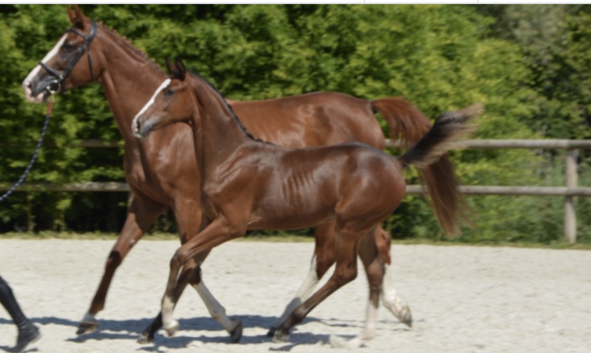 Cheval Sport Élite tweet media