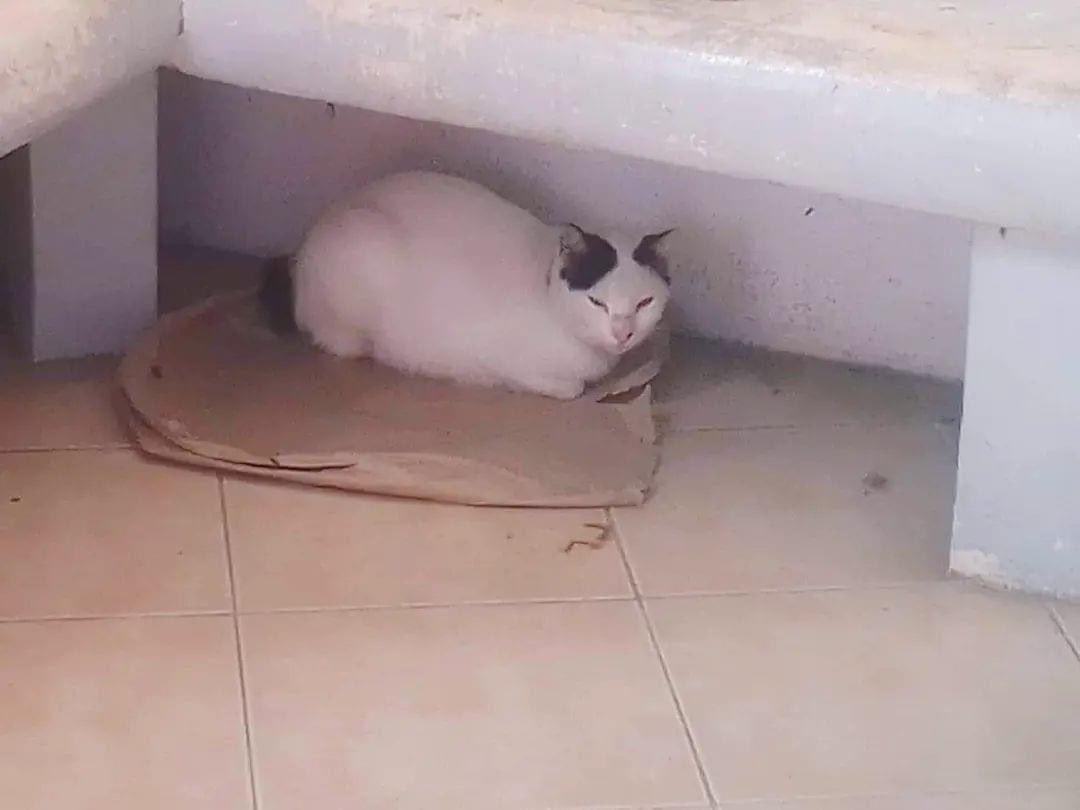 CEUcats's tweet photo. Aice Mochi
Its a cold day 😅🥺 #CEUcats https://t.co/yZac2mOJdH