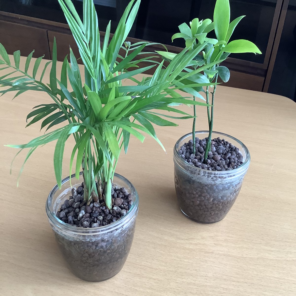 senhiro_d_s's tweet photo. 溜まっていたプリンの空き容器と100均の植物でカワイイミニ観葉植物を作りました。https://t.co/pJ4RvihkMQ
#ミニ観葉植物  #モロゾフのプリン 
#プリン容器のリサイクル　#ハイドロカルチャー #インテリア雑貨 https://t.co/1ZOvKQJLOn