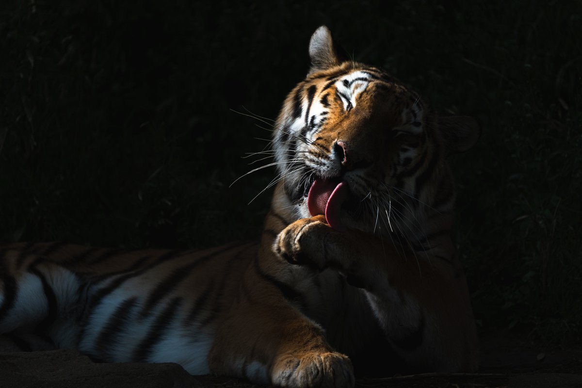 ROBISA's tweet photo. 📸 Nuevas imágenes del objetivo Tamron Ultra-Telezoom 50-400mm
👀 Contextos como deportes y fauna son ideales para inmortalizar con este 50-400 de gran versatilidad
📲 Ya podéis conocer más esta increíble lente en #RobisaShop https://t.co/VpOwyD3gqr
@TamronObjektive https://t.co/gGQZ0LL9m2