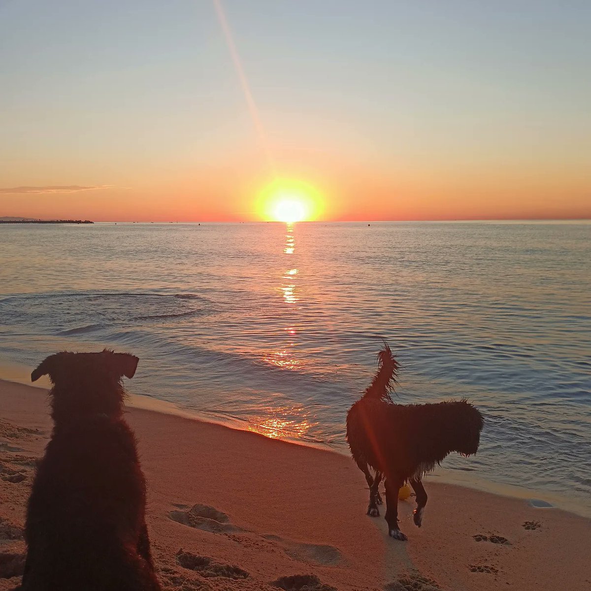 lila_gall's tweet photo. Matins molt màgics https://t.co/NPv4vFvzo4