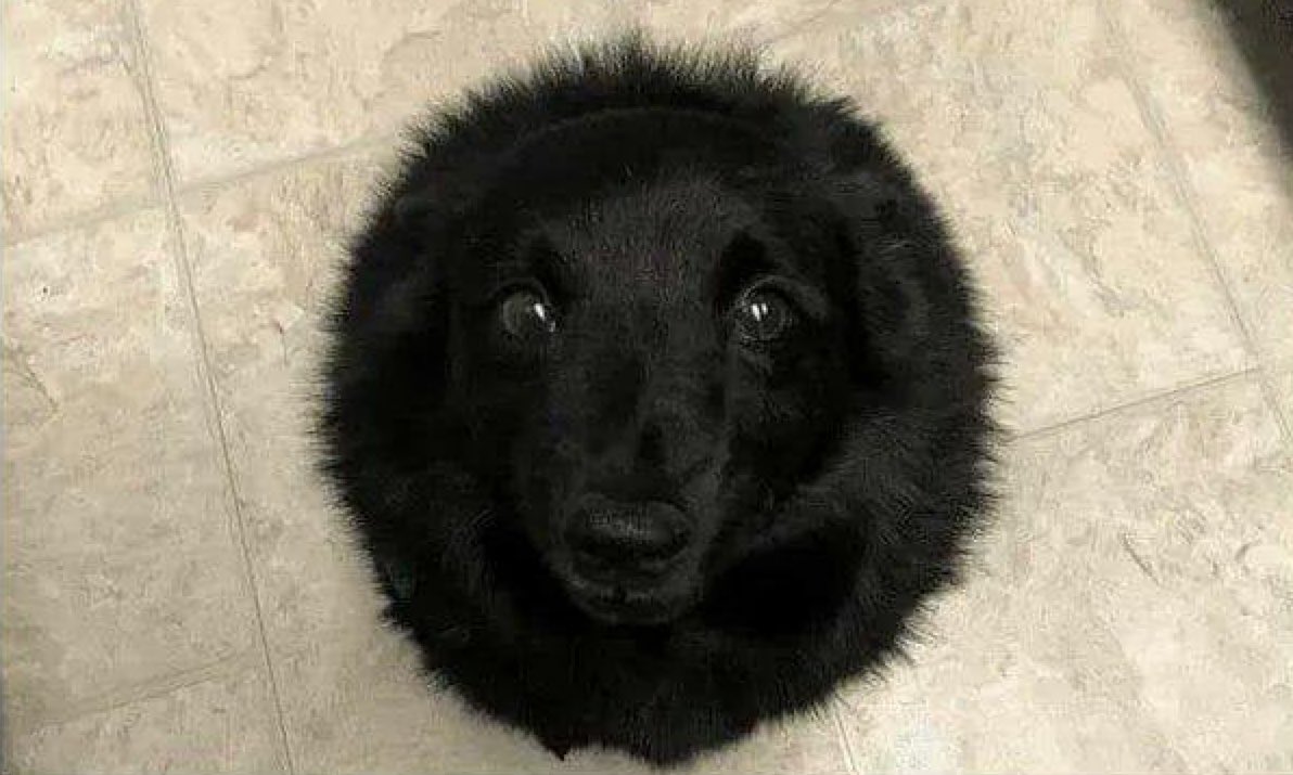 UtterlyInterest's tweet photo. NASA have just announced the discovery of a black hole that swallows ALL food that falls onto the floor. https://t.co/dKKXSp2h2f