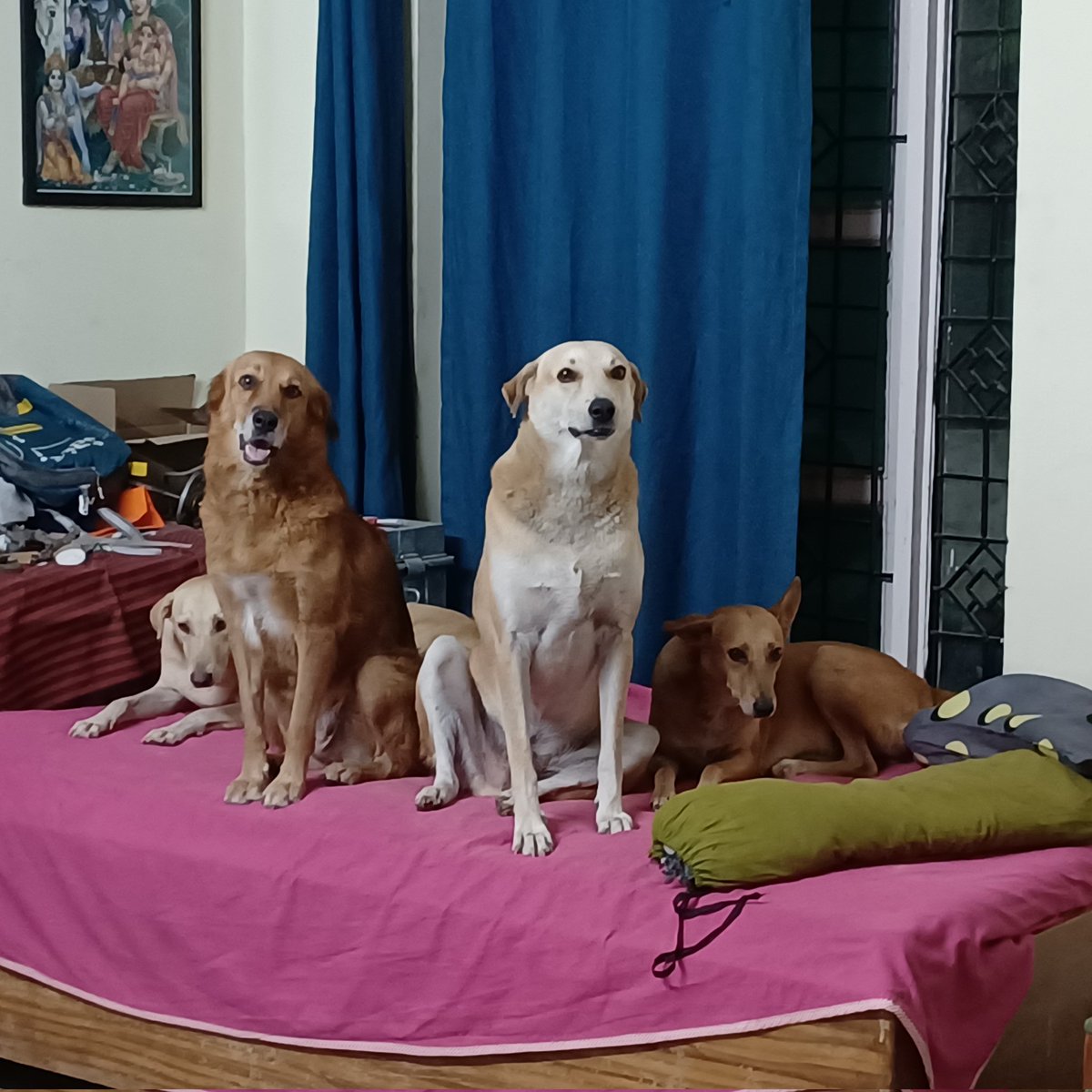 The greatness of a nation and its moral progress can be judged by the way its animals are treated.

~Mahatma Gandhi

#smartsanctuary 🐕‍🦺 #dogsofindia #secondchancesmatter #rescuedogs
#NewProfilePic #DogsOnTwitter