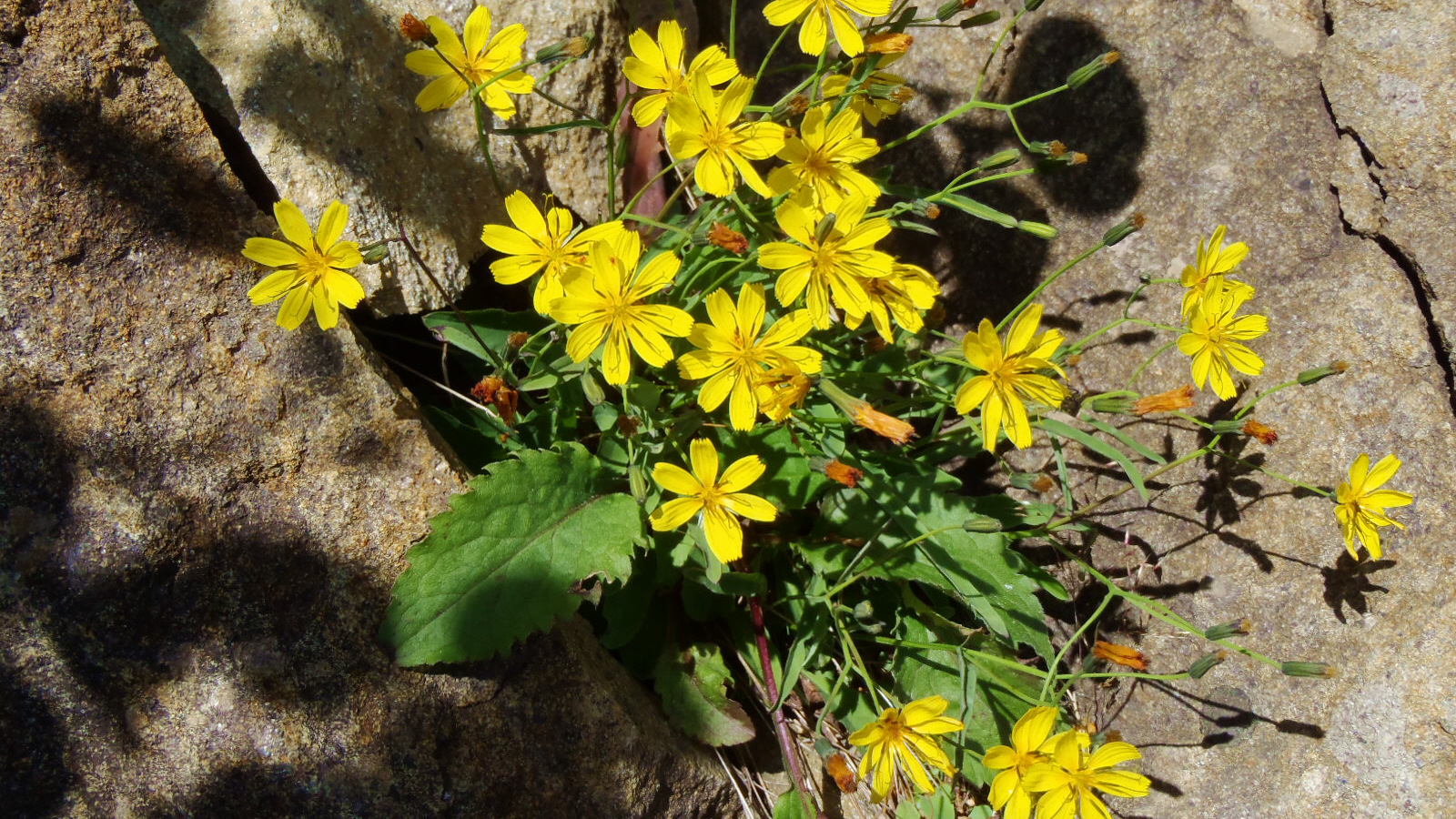 山梨幼児野外教育研究会 この時期の山の花 タカネニガナ 里に咲くニガナ 苦菜 の高山変種だそうで キク科らしく夏の終わりのこの時期に高山の乾燥した砂礫地に咲きます この花を見るといよいよ秋近し な感じがしてきます T Co Pxwiuajpcn