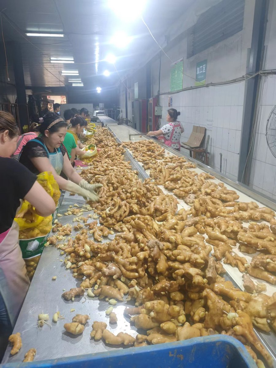 Diligent working staff and super good quality ginger!