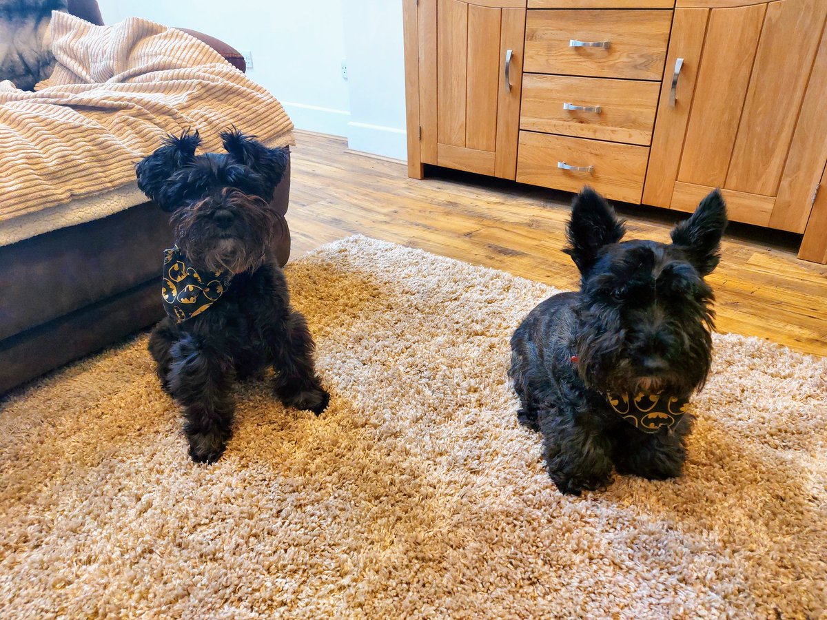 Happy woof woof Wednesday pals! 🐾🐾