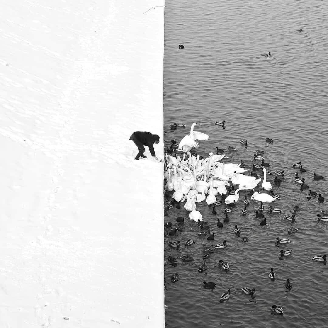 gomezdetejada's tweet photo. "Un hombre alimentando cisnes en la nieve”. Obra del fotógrafo polaco Marcin Ryczek, 1982. https://t.co/H9PR6x7MEJ