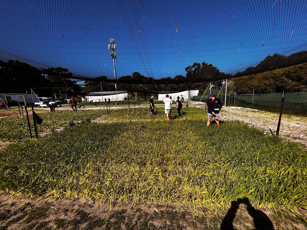 Starting to see some obvious colour differences between the control varieties and those with nitrogen application. A further application was applied to the high treatment (Right) last week, will document any differences.