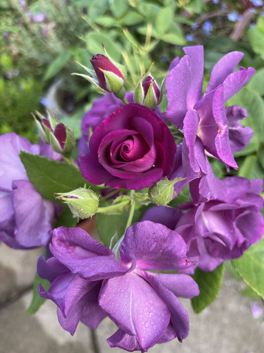 JudyAAlexander's tweet photo. A lovely morning here in Brighton to be greeted by these beautiful purple magenta roses. They are still in full bloom and have the most heavenly scent. I am so thankful for their presence https://t.co/JtRpmLgHCu