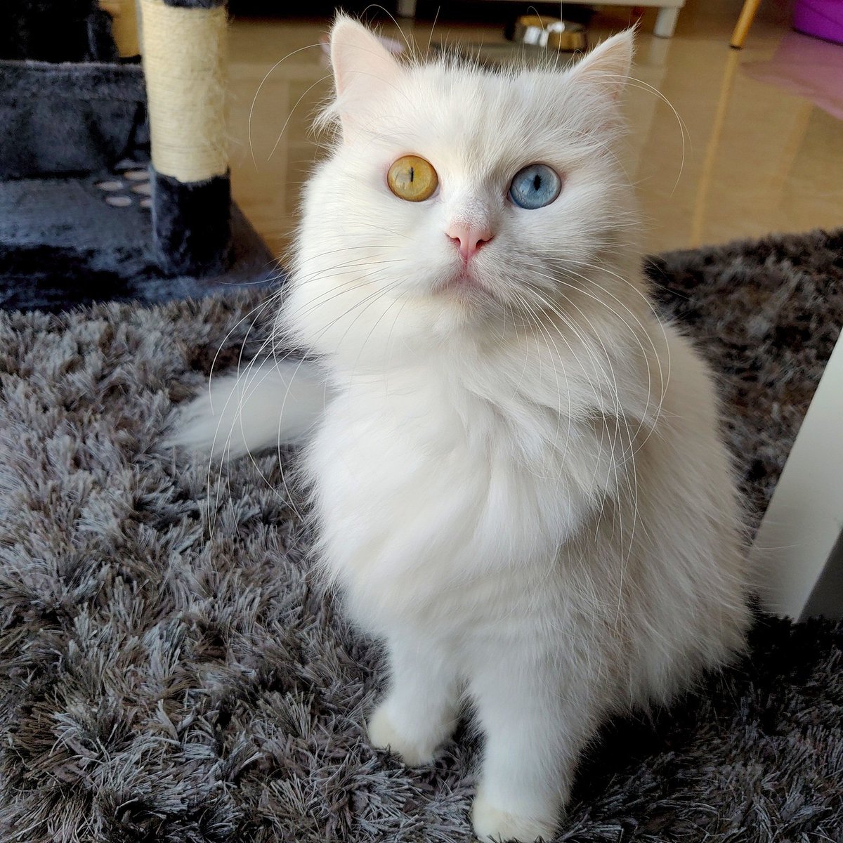 CatCooperation's tweet photo. I is a meowdel 🐈 https://t.co/iw32pjKGEo