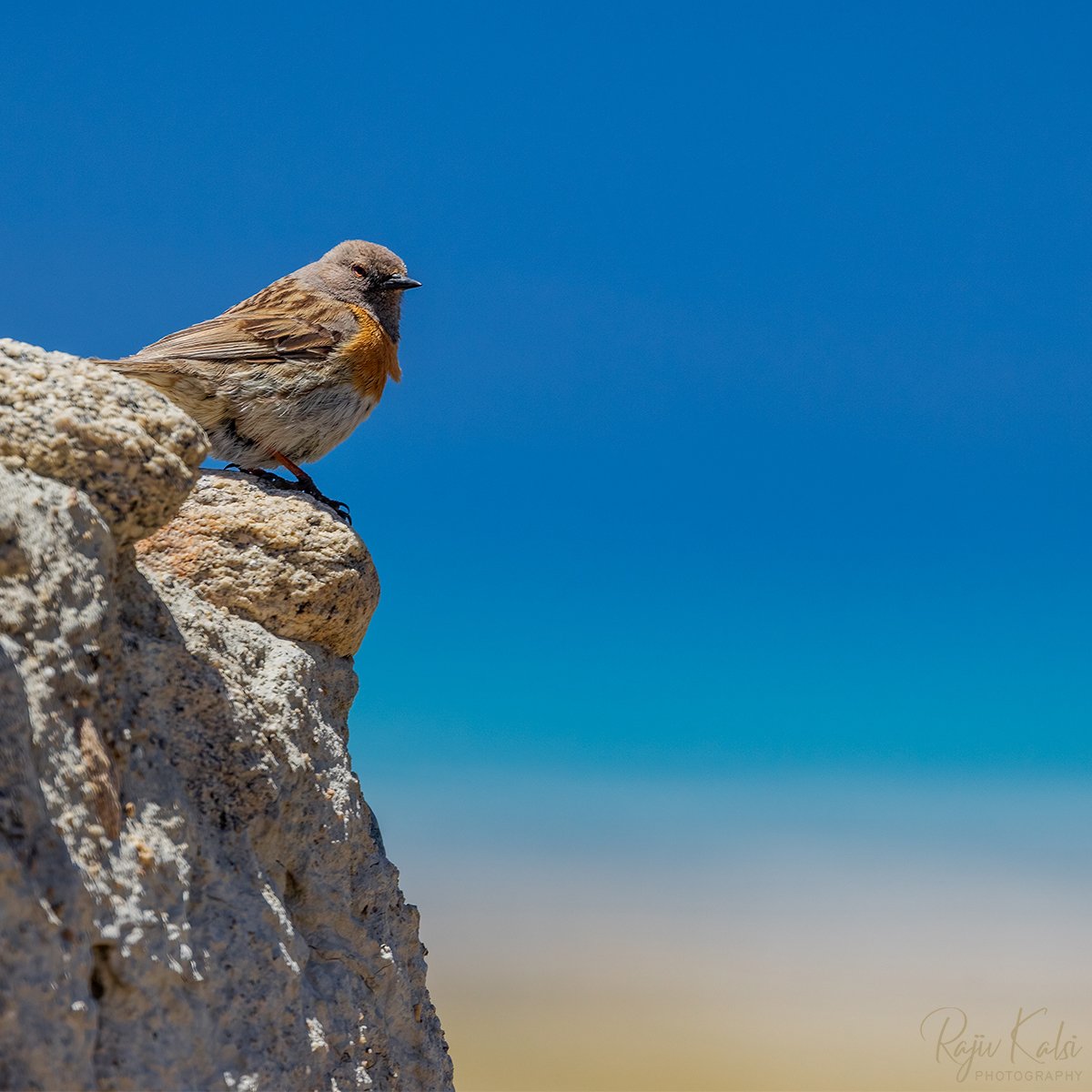 rajivkalsi's tweet photo. Robin Accentor and the magic of colors.
Ladakh, India. June 2022
@Team_eBird @Canon_India
#CapturedOnCanon #CanonPhotography #Canonr5 #bbcwildlifePOTD #IndiAves #Birding #birdphotography #BirdTwitter #wildlifephotography #SPmagazine #Ladakh https://t.co/2I5EwoJx5i