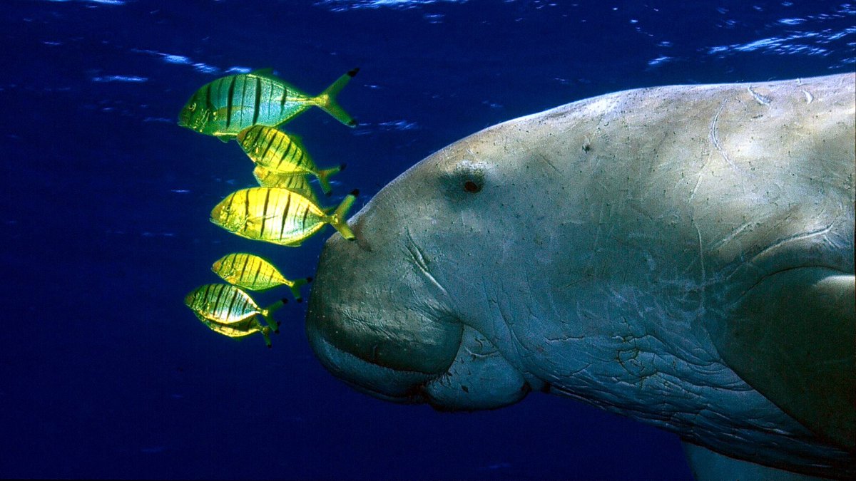 Sadly, one of the ocean’s most gentle giants is now functionally #extinct in China according to new research by <a href="/ZSLScience/">ZSL Science</a> &amp; the Chinese Academy of Sciences: ow.ly/8C7y50KqSUI 
<a href="/heidima825/">Heidi Ma</a> 📷 Patrick Louisy