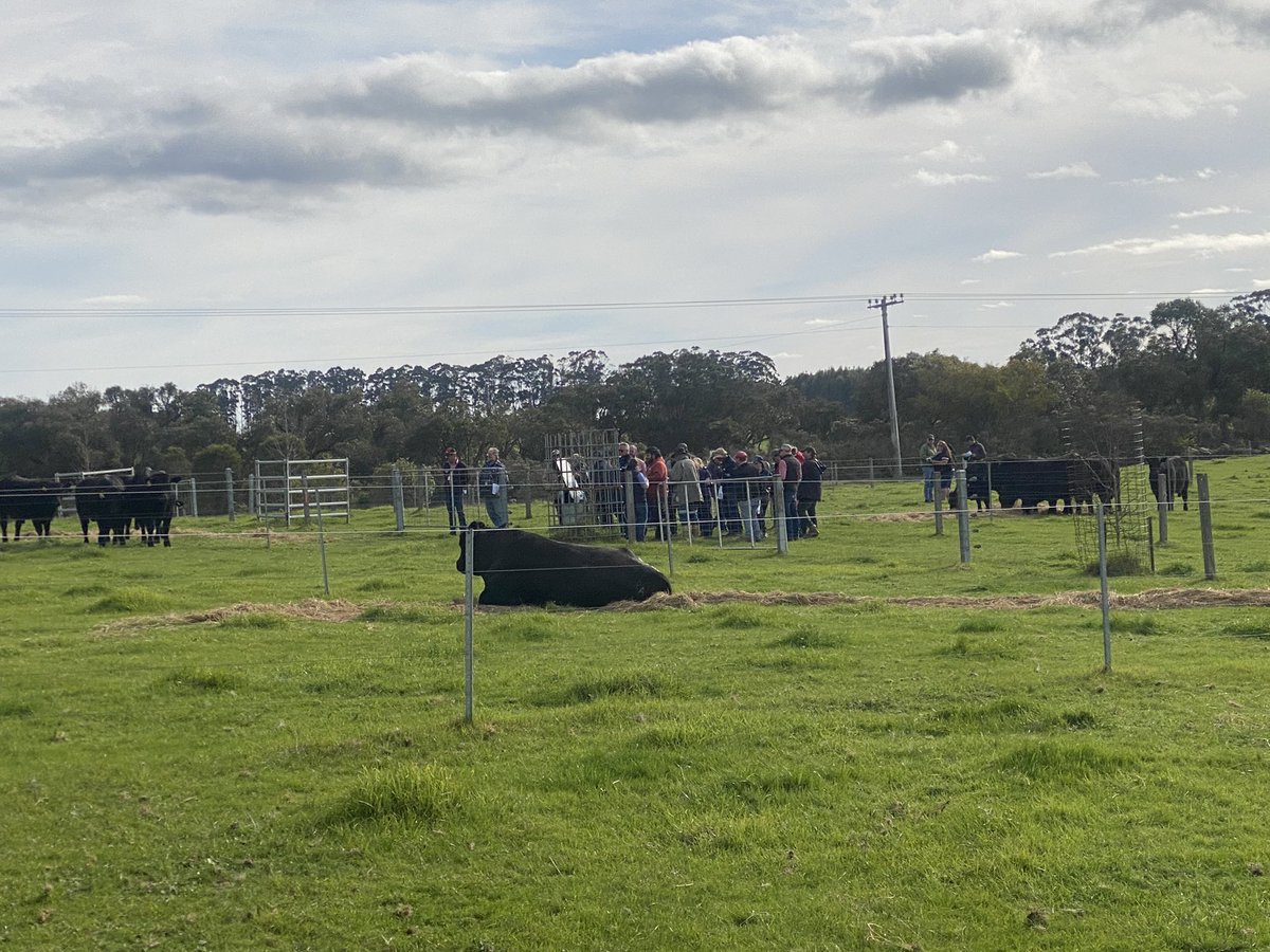 JeisaneAccioly's tweet photo. And the Western Beef #BullSelect at Tullibardine in Albany keeps going with lots of questions for Bovitec Vet @JessShilling2 and a competitive simulated action to consolidate the learnings. @DPIRDbroadacre @SBTSTBTS @NutrienAgWestAu @EldersLimited https://t.co/1U1fEjq5o1