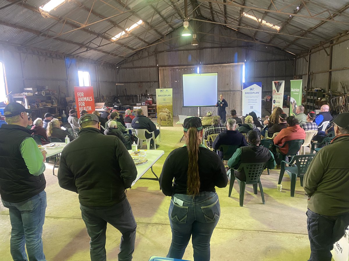 JeisaneAccioly's tweet photo. And the Western Beef #BullSelect at Tullibardine in Albany keeps going with lots of questions for Bovitec Vet @JessShilling2 and a competitive simulated action to consolidate the learnings. @DPIRDbroadacre @SBTSTBTS @NutrienAgWestAu @EldersLimited https://t.co/1U1fEjq5o1